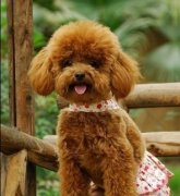 ̩�ϳ�ʲô���ƣ���ͼ��