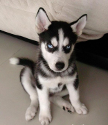 ��ʿ�湷����θ��֢״����Щ��