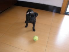 ��������ȱ�Ƶ�֢״