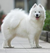 ��ĦҮë������ô�죿ʲôԭ��