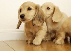 ��ëȮ��������ô�죿