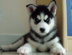 ��ʿ�������ӵ�ԭ�򼰽������