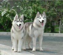 ��ʿ��ƶѪ��ôι����ͼ��