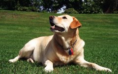 �������������ɫ��ǳ��ô���£�ʲôԭ��