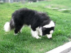 ��������Ӫ����ʲô��ͼ��