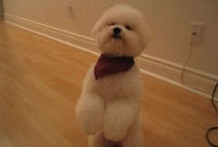 ��������ë�ۺ�ô����ʲôӰ�죿��ͼ��