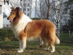 ��α���������Ƥë����ͼ��