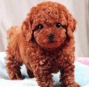 ���Ȯ��ë��ô�죨ͼ��