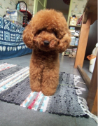 ̩�ϳ�ʲôëɫ��