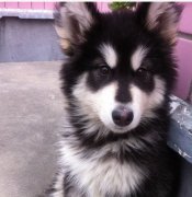 С����˫������ν������ͼ��