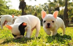 ��ţȮȱ����ô�죨ͼ��