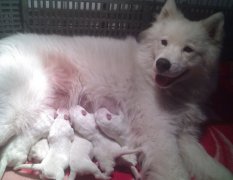 ��Ħ����ȱ����ô�죨ͼ��