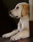 ��ë��ë������ʲô�ã���ͼ��