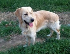 ������ʲô��ë����ͼ��