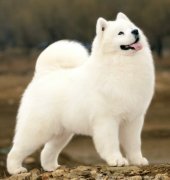 ��Ħ��ë��ô�죿��ͼ��