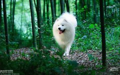 ��ĦҮ˫������ô�죿