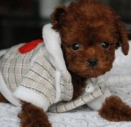 ��ôι̩����Ȯ�����ƣ�