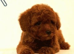 ̩��ȮҪ��Ҫ���ƣ����Ƴ�ʲô����ã�