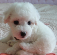 ��θ���ɫ���ܿ��ٲ��ƣ�