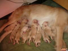 ��ë����ȱ����ô�죿