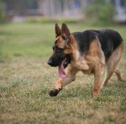 ���������ʲô���ƱȽϺã�