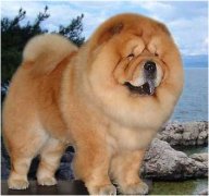 ��ʨȱ����ô�찡����ͼ��