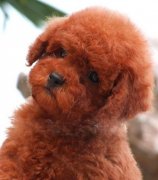 ����Ϊʲô������ͼ��