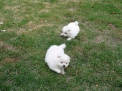 ����Ϊʲô��ϡ����ͼ��