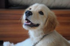 ����ȱ����������ô�죿��ͼ��