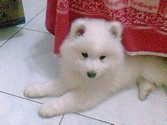 ��ĦҮ��ϡ��ô�죿��ͼ��