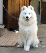 ��ĦҮ�����ʲô�ã���ͼ��