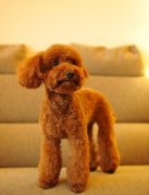 ������ë��ô�죿Ϊʲô���ë��