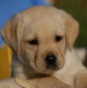 ����������ȷ�����ô�죨ͼ��