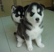 С��ȱ�Ƶ�֢״��ʲô����ͼ��