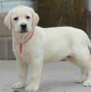 ��������ȱ�Ƴ�ʲô����ͼ��