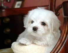 ������β��ƣ�