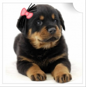 ������ʺ�е�ϡ��ô��