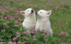 ţͷ��ȱ����ô�죿