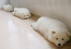 ������Ҫ������ЩӪ������ͼ��