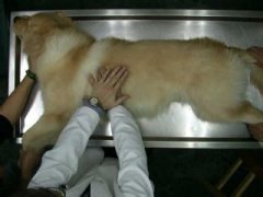 ���еĽ�ëʳ�������ʲô����ô������