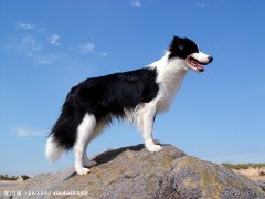 ������Ȯ��ʲô���Բ��ƣ�