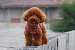 ̩�Ϲ����ԸƷۺò��ã�