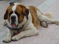 ���ǡ���ĸ����Ჹ�ƣ�