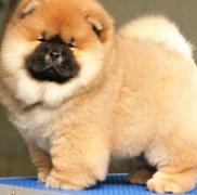 ��ʨ��β��ƣ�ͼ��