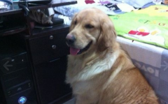 ��ô����ë������θ