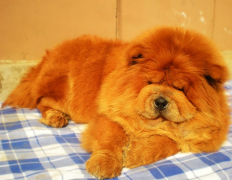 �����Զ�����ô��