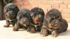 С�������ι����