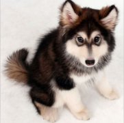 �����Ƚ�������ô�죿��ͼ��