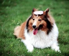 ����������β��ƣ�