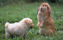 ����ȮŻ�µ�ԭ��